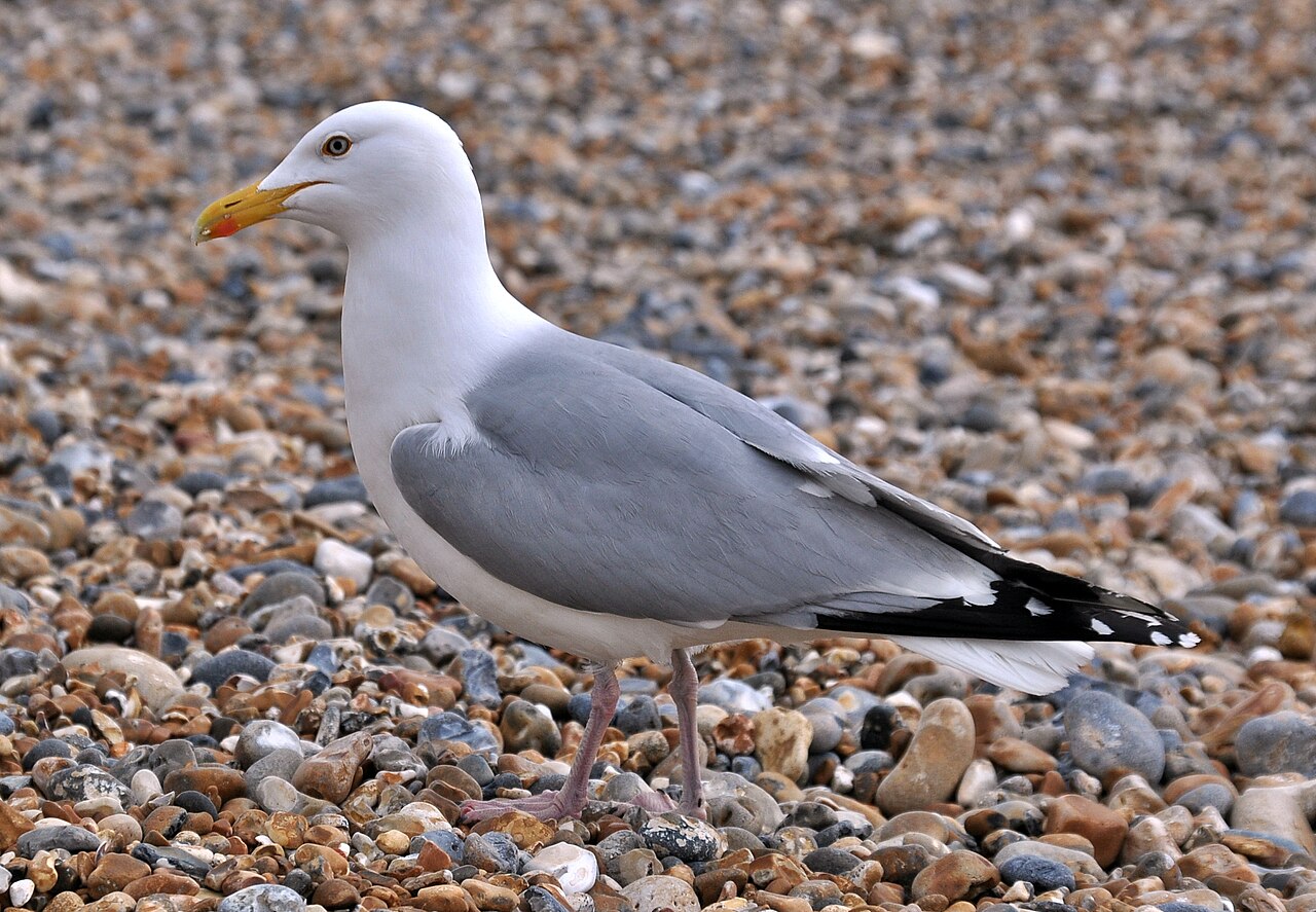 seagull